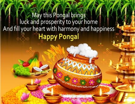 Happy Pongal Wishes South india