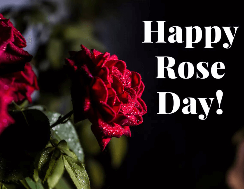 Happy Rose Day Beautiful